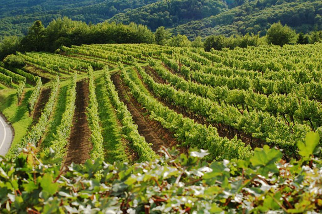 Landhaus Wachau Aggsbach المظهر الخارجي الصورة