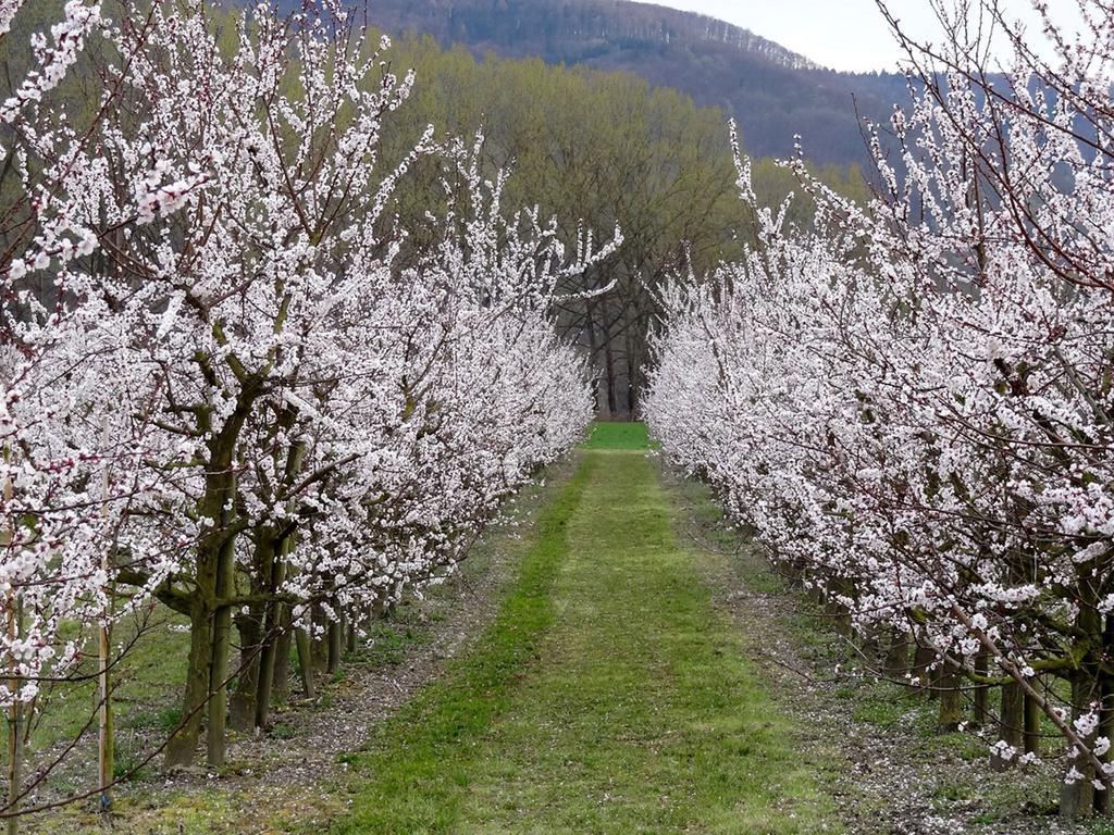 Landhaus Wachau Aggsbach المظهر الخارجي الصورة